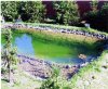 Teich04d1.JPG