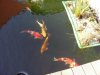Fische 1.JPG