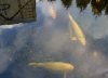 IMG_0369_Koi_Plat.JPG