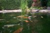 Koi Teich.JPG