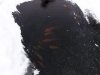 Eisfisch kl.jpg