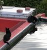 katze1.jpg
