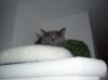 nicht erfrorene katze.jpg