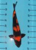 31.01.Koi 2010 133.jpg