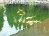 teich2.jpg