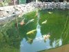 teich4.jpg