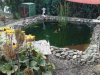 teich 3.jpg