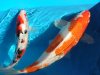 koi_bilder_026_168.jpg