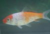 koi1.JPG