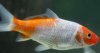 koi3.JPG