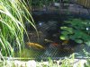 2unserteich,sommer09.jpg