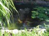 unserteich,sommer09.jpg