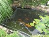 3unserteich,sommer09.jpg