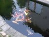 koi001.jpg