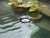 Unser Teich 020.jpg