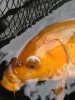 Koi Auge 002.JPG