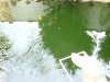 Teich am 28.3..JPG