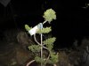 DSC01194.JPG