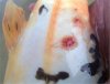 koi1.jpg