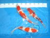 Koi.jpg