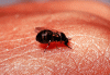 300px-Black_Fly.gif