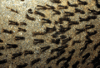 180px-Black_Fly_Larva.gif