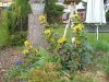 der frühling kommt 2010 (2).jpg