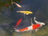 koi3.jpg