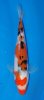 Sanke 121-16 cm.jpg