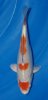 Sakura nr 26-14 cm.jpg
