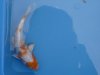 Koi Werther 08.05.2010 Tosai.JPG