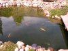 teich 2010 052.jpg