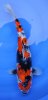 Goshiki Showa 50 cm.jpg