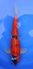 Goshiki 50 cm.jpg