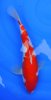 Kohaku 36 cm.jpg