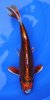 Goshiki-Kujaku 45 cm.jpg