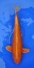Oranje Ogon 48 cm.jpg