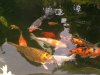 unsere koi bande 002.jpg
