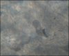 uvs100523-002.JPG