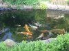 1 unser teich und garten.jpg