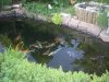 2 unser teich und garten.jpg