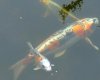 DSCF0776.JPG