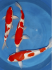 3_x_Kohaku_-55_cm_Nr.1430.png