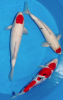 3_x_T.-_Sanke_Nr.170058.png