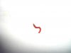 Roter Wurm.jpg