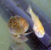 Koi_Baby_11_Tage_alt_16mm.jpg