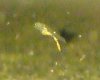 DSCF2646.JPG