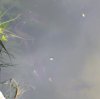 DSCF0432.JPG