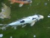 unser kumunryo im juni 2010 008.jpg