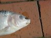 DSCN9672.JPG